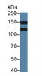 Kinectin 1 antibody, abx130874, Abbexa, Western Blot image 