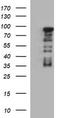 Forkhead Box P1 antibody, LS-C174822, Lifespan Biosciences, Western Blot image 