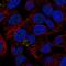 Leucine-rich alpha-2-glycoprotein antibody, HPA001889, Atlas Antibodies, Immunofluorescence image 