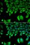 Interleukin 17F antibody, LS-C334751, Lifespan Biosciences, Immunofluorescence image 