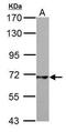 Phosphoenolpyruvate Carboxykinase 2, Mitochondrial antibody, PA5-28078, Invitrogen Antibodies, Western Blot image 