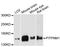 Phosphatidylinositol Transfer Protein Membrane Associated 1 antibody, A08128, Boster Biological Technology, Western Blot image 