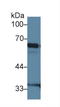 NFKB Inhibitor Zeta antibody, LS-C294628, Lifespan Biosciences, Western Blot image 