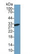 Galectin 3 antibody, LS-C305123, Lifespan Biosciences, Western Blot image 