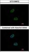 GID Complex Subunit 8 Homolog antibody, LS-C185826, Lifespan Biosciences, Immunocytochemistry image 