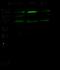 Ezrin antibody, 12858-MM02, Sino Biological, Western Blot image 
