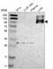 Cadherin Related Family Member 5 antibody, NBP1-92149, Novus Biologicals, Western Blot image 