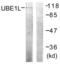 Ubiquitin Like Modifier Activating Enzyme 7 antibody, abx013244, Abbexa, Western Blot image 