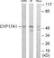 Cytochrome P450 Family 17 Subfamily A Member 1 antibody, EKC1905, Boster Biological Technology, Western Blot image 