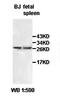 Interleukin 24 antibody, orb77821, Biorbyt, Western Blot image 
