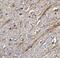 TNF Superfamily Member 12 antibody, NBP1-76695, Novus Biologicals, Immunohistochemistry frozen image 