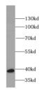 RNA-binding protein 4 antibody, FNab07177, FineTest, Western Blot image 