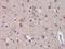 Prodynorphin antibody, orb156667, Biorbyt, Immunohistochemistry paraffin image 