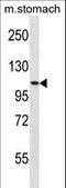 SH3 Domain Containing Ring Finger 3 antibody, LS-C169067, Lifespan Biosciences, Western Blot image 
