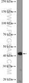 Protein Phosphatase 1 Regulatory Subunit 7 antibody, 11664-1-AP, Proteintech Group, Western Blot image 