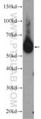 Chondroitin Polymerizing Factor antibody, 11524-1-AP, Proteintech Group, Western Blot image 