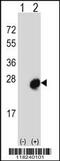 MID1 Interacting Protein 1 antibody, 56-630, ProSci, Western Blot image 