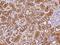 10-FTHFDH antibody, 201548-T08, Sino Biological, Immunohistochemistry paraffin image 