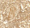 Lysine Demethylase 1A antibody, 8223, ProSci, Immunohistochemistry frozen image 