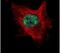 Target Of EGR1, Exonuclease antibody, PA5-30948, Invitrogen Antibodies, Immunofluorescence image 