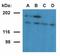 Ubinuclein 1 antibody, NBP2-62205, Novus Biologicals, Western Blot image 