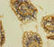 Clathrin Light Chain B antibody, A55735-100, Epigentek, Immunohistochemistry paraffin image 