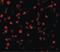 Activating Transcription Factor 6 antibody, LS-B2516, Lifespan Biosciences, Immunofluorescence image 
