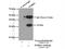 WD Repeat Domain 61 antibody, 22536-1-AP, Proteintech Group, Immunoprecipitation image 