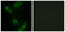 Mitogen-Activated Protein Kinase Kinase Kinase 1 antibody, LS-C199218, Lifespan Biosciences, Immunofluorescence image 
