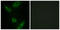 MAP3K1 antibody, LS-C199218, Lifespan Biosciences, Immunofluorescence image 