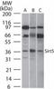 Sirtuin 5 antibody, TA336344, Origene, Western Blot image 
