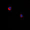 Arrestin Domain Containing 1 antibody, LS-C353605, Lifespan Biosciences, Immunofluorescence image 