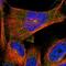 Transmembrane Protein 63C antibody, NBP1-90728, Novus Biologicals, Immunofluorescence image 