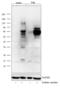 Phosphotyrosine antibody, 61-5820, Invitrogen Antibodies, Western Blot image 
