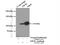 Eukaryotic Translation Initiation Factor 3 Subunit C antibody, 12733-1-AP, Proteintech Group, Immunoprecipitation image 