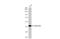 Beta-Actin antibody, GTX634934, GeneTex, Western Blot image 