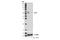 Fasciculation And Elongation Protein Zeta 1 antibody, 42480S, Cell Signaling Technology, Western Blot image 