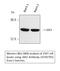 Janus Kinase 3 antibody, STJ93795, St John