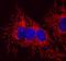 Heat Shock Protein Family E (Hsp10) Member 1 antibody, MAB3298, R&D Systems, Immunocytochemistry image 