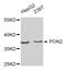 Paraoxonase 2 antibody, STJ25057, St John