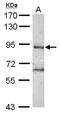 Ring Finger Protein 10 antibody, NBP2-20174, Novus Biologicals, Western Blot image 