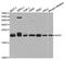 Adenine Phosphoribosyltransferase antibody, A5456, ABclonal Technology, Western Blot image 