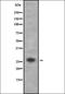 Bridging Integrator 2 antibody, orb335289, Biorbyt, Western Blot image 