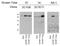 MDM2 Binding Protein antibody, NBP2-50517, Novus Biologicals, Western Blot image 