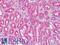 Natriuretic Peptide A antibody, 42-900, ProSci, Enzyme Linked Immunosorbent Assay image 