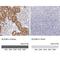 Aldolase, Fructose-Bisphosphate B antibody, NBP1-87494, Novus Biologicals, Immunohistochemistry paraffin image 
