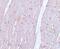 Anaphase Promoting Complex Subunit 10 antibody, PA5-20950, Invitrogen Antibodies, Immunohistochemistry frozen image 