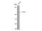 Phosphatase And Tensin Homolog antibody, STJ95256, St John