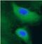 Gastric intrinsic factor antibody, FNab10110, FineTest, Immunofluorescence image 
