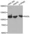 Rap Associating With DIL Domain antibody, abx002483, Abbexa, Western Blot image 